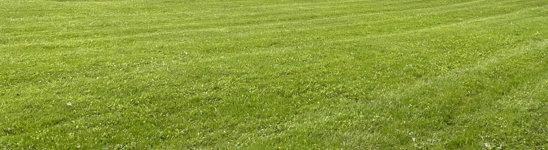 Freshly mowed lawn stripes